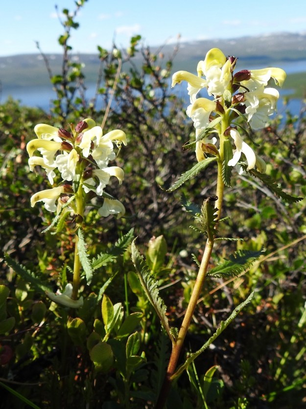 Pedicularis lapponica - lapinkuusio tarvitsee puoliloisena lisäenergiaa kasvuunsa muilta lajeilta. Mieluiten se imujuuriensa entsyymeillä sulattaa tiensä vaivaiskoivun, Betula nana ja (kangas)mustikan, Vaccinium myrtillus, juuristoon. Niinpä nämä lajit ovat yleensä runsaasti edustettuina sen kasvuympäristössä. Kuten kuvan kasvupaikastakin voi päätellä, kummankaan lajin juuristoa ei tarvitse kaukaa hakea. EnL, Enontekiö, Kilpisjärvi, Saanan pitkä ja loivahko luoteisrinne, lounaislaita, huipulle nousevan polun varsi, paljakkarinne, 650 m mpy, 5.7.2018. Copyright Hannu Kämäräinen.