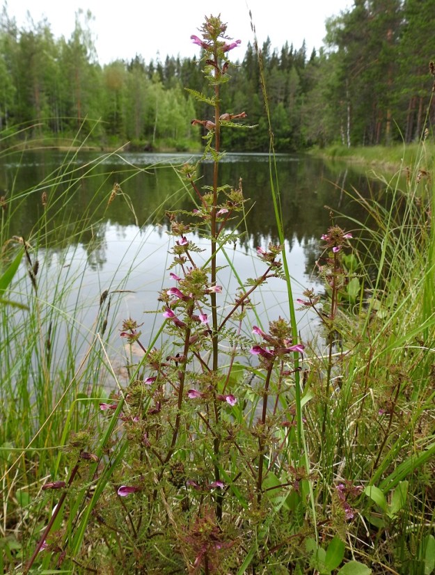 Pedicularis palustris subsp. opsiantha - syysluhtakuusion varsi on vihreäsävyinen tai useimmiten punaruskea. Kuvassa verson kokoa voi hahmottaa ympäröivistä saroista ja heinistä sekä tyvellä olevista raatteenlehdistä. Syysluhtakuusion pääkukinta-aika on jo nimenkin mukaan loppukesästä, mutta ilmastonmuutoksen myötä aikaistuvat kesät voivat saada sen kukkimaan jo heinäkuussa. Kotahedelmiä ei sentään vielä näy latvakukinnon alaosassa. 12.7.2019. Copyright Hannu Kämäräinen.