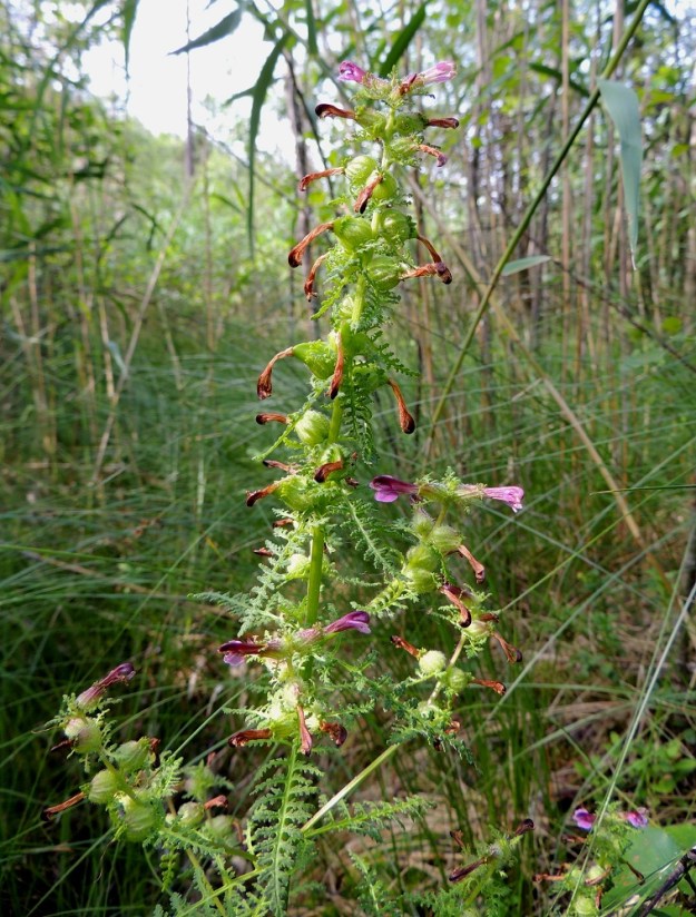 Pedicularis palustris subsp. palustris - kesäluhtakuusion kukat ovat varren latvassa pitkänä, alaosastaan harsuna kukintona, joka voi yltää jopa puoleen varren pituudesta. Muilla alalajeilla kukinto on lyhyempi, yleensä enintään yksi neljäsosa varresta. EH, Tammela, Porras, Nummilankulma, Härkätien (tie 2824) eteläpuoli, tien ja Karjaharjun välinen suoalue Likolammista laskevan Vääräojan varrella, luonnonsuojelualue, 4.7.2013. Copyright Hannu Kämäräinen.