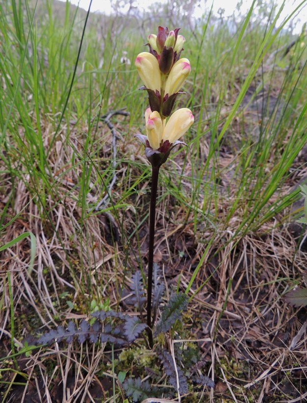 Pedicularis sceptrum-carolinum - kaarlenvaltikan ilmiasu vaihtelee jonkin verran. Laji voi olla pienehkö, yksivartinen ja erityisesti täydessä auringossa kasvaessaan tumman punaruskeasävyinen. EnL, Enontekiö, Kilpisjärvi, Mallan luonnonpuisto, Kalottireitin varsi Siilasjärven eteläpäässä, Pikku-Mallan koillistyvellä, 485 m mpy, 19.7.2013. Copyright Hannu Kämäräinen.