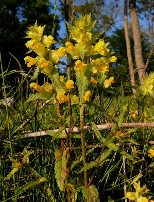 Rhinanthus angustifolius - isolaukun kukinto on varren ja haarojen kärkiosassa oleva tähkämäinen terttu, jonka kukat ovat yksittäin tukilehtensä hangassa. A, Jomala, Ramsholm, luonnonsuojelualue, niemen eteläpään lounaislaidan merenrantaniitty, 7.6.2014. Copyright Hannu Kämäräinen.