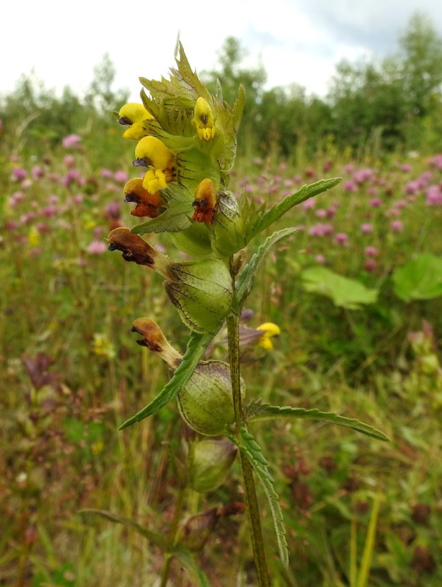 Rhinanthus minor subsp. stenophyllus - syyspikkulaukun kukinto on varren tai haarojen kärkiosassa oleva tähkämäinen terttu, jonka kukat ovat yksittäin tukilehtensä hangassa. 26.7.2017. Copyright Hannu Kämäräinen.