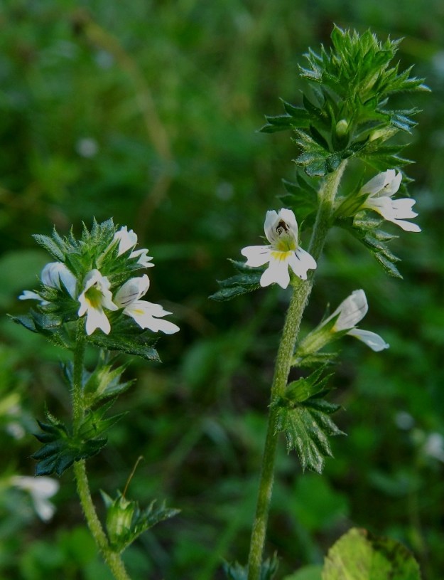 Euphrasia nemorosa - tanakkasilmäruohon kukinto on varsissa ja haaroissa tähkämäisesti. Kukat ovat yksittäin tukilehtensä hangassa. Alimmat kukat ovat varren viidennessä nivelessä tai ylempänä. EH, Hämeenlinna, Majalahti, Hirsimäki, metsässä kulkevan maakaasulinjan pohja Louhoksentien pohjoispuolella, 17.8.2012. Copyright Hannu Kämäräinen.