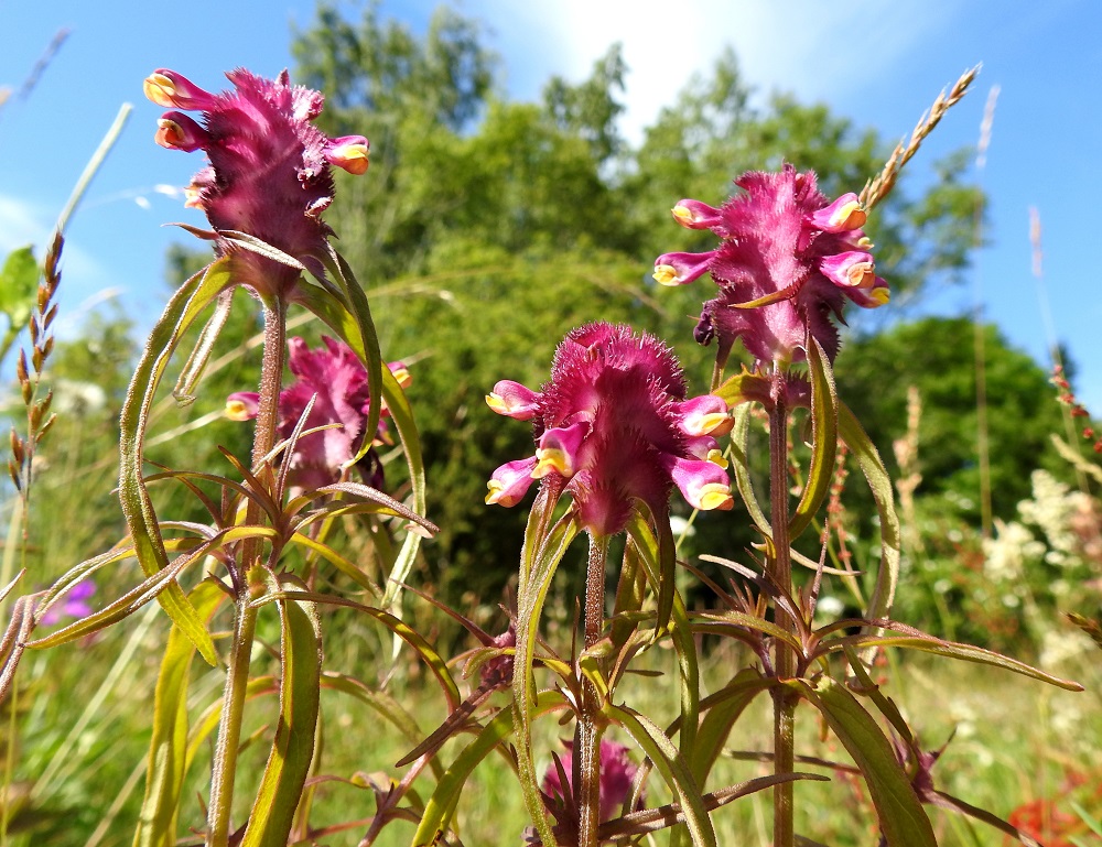 Melampyrum cristatum - tähkämaitikan kaikki kukat ovat tiheänä ja tähkämäisenä kukintona varren ja haarojen latvassa. Kukinto on useimmiten noin 1,5-4 cm pitkä ja kukkineen noin 2,5 cm leveä sekä nelisärmäinen. Kukat ovat särmien kohdalla pystyjonoina osoittaen neljään suuntaan. 10.7.2017. Copyright Hannu Kämäräinen.