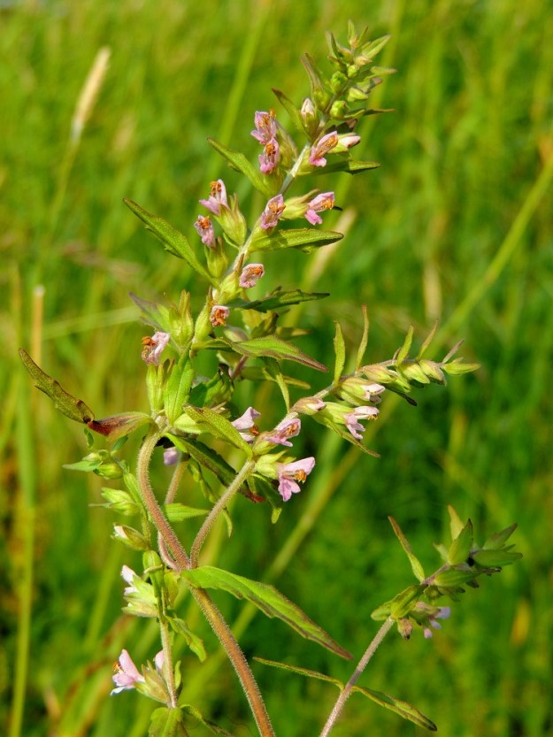 Odontites litoralis subsp. fennicus - suomensuolasänkiön varsi on nelikulmainen, yleensä ympäri asti lyhytkarvainen ja vihreä-, ruskehtava- tai punertavasävyinen. Se on tavallisesti yläosastaan lyhyehköhaarainen. Myös haarat ovat kukalliset. Lännensuolasänkiö on useimmiten haaraton. 8.7.2013. Copyright Hannu Kämäräinen.