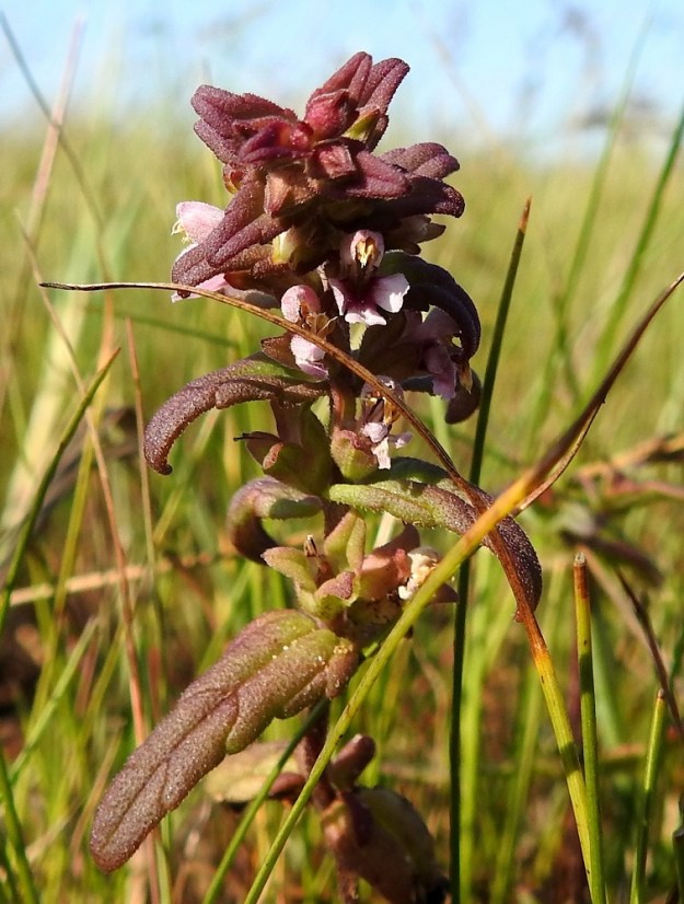 Odontites litoralis subsp. litoralis - lännensuolasänkiön kukkien tukilehdet ovat kapeanpuikeat, tylppäkärkiset, möyheähköt ja enemmän tai vähemmän punasävyiset sekä harvakseen matalahampaiset ja molemmin puolin lyhyesti karheakarvaiset. Ne ovat yleensä noin 5-15 mm pitkät ja leveimmältä kohtaa noin 2-4 mm leveät. Alemmat tukilehdet ovat kukkiansa pitemmät. KP, Siikajoki, Tauvo, Tauvonniemi, itälaita, Ulkonokanhietikon etelälaidan merenrantaniitty ja laidunalue, luonnonsuojelualue, 17.7.2021. Copyright Hannu Kämäräinen.