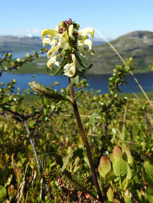 Pedicularis lapponica - lapinkuusio ei ole korkea kasvi, mutta silti sen kukinto herättää niin ihmiskulkijan kuin lentävien hyönteistenkin huomiota. Laji ei kuitenkaan luota pelkkään ulkonäköönsä, vaan houkuttelee ainoita mahdollisia pölyttäjiään, kimalaisia, myös ruusumaisella tuoksullaan. EnL, Enontekiö, Kilpisjärvi, Saanan pitkä ja loivahko luoteisrinne, lounaislaita, huipulle nousevan polun varsi, paljakkarinne, 650 m mpy, 5.7.2018. Copyright Hannu Kämäräinen.