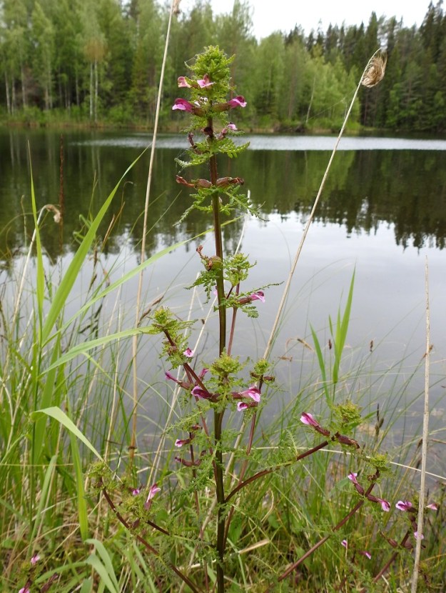 Pedicularis palustris subsp. opsiantha - syysluhtakuusion kukat ovat varren latvassa lyhyehkönä, harsuna kukintona, joka ulottuu enintään noin yhteen neljäsosaan varren mitasta. Myös haarojen latvassa on yleensä kukinto. Nimialalajilla kesäluhtakuusiolla, subsp. palustris, latvakukinto on jopa puolet varren mitasta. 12.7.2019. Copyright Hannu Kämäräinen.