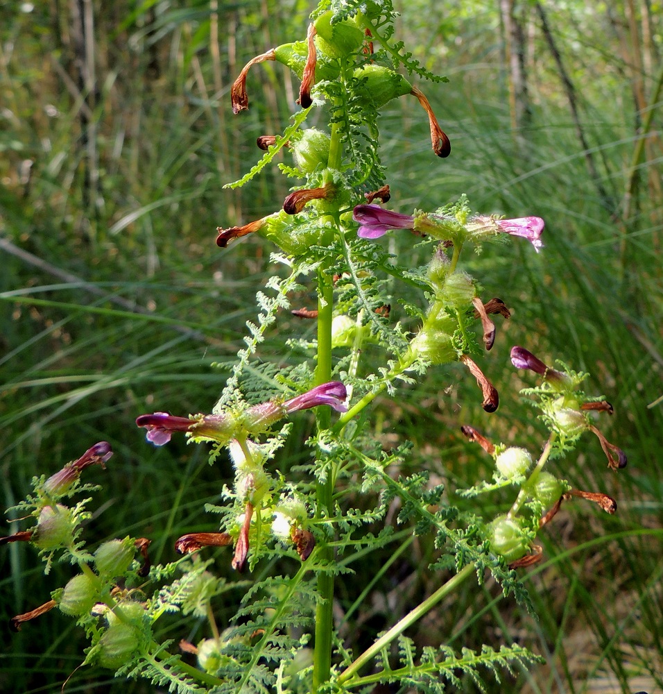 Pedicularis palustris subsp. palustris - kesäluhtakuusiolla myös varren haarojen kärkiosa on kukallinen. Luhtakuusio, kuten koko laji ja sukukin, on puoliloinen. Se on kyllä lehtivihreällinen ja yhteyttää normaalisti valmistaen omat orgaaniset yhdisteensä. Menestymisensä varmistamiseksi se kuitenkin rokottaa imujuurillaan mm. kivennäisaineita ympäröiviltä lajeilta, lähinnä sarakasveilta, heiniltä ja muilta ruohovartisilta. EH, Tammela, Porras, Nummilankulma, Härkätien (tie 2824) eteläpuoli, tien ja Karjaharjun välinen suoalue Likolammista laskevan Vääräojan varrella, luonnonsuojelualue, 4.7.2013. Copyright Hannu Kämäräinen.
