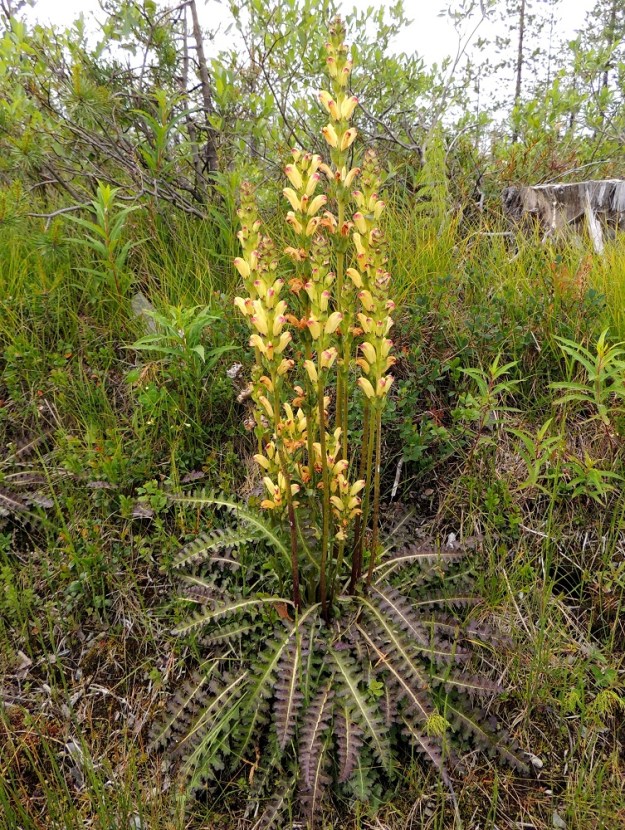 Pedicularis sceptrum-carolinum - kaarlenvaltikka kasvaa parhailla kasvupaikoillaan kookkaan näyttäväksi, monivartiseksi ja ruusukkeeltaan runsaslehtiseksi. Varret ja lehdet voivat olla myös voittopuolisesti vihreäsävyiset. 15.7.2015. Copyright Hannu Kämäräinen.