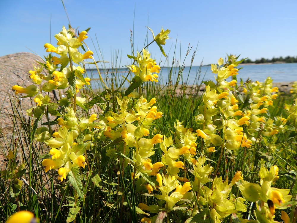 Rhinanthus angustifolius - isolaukku on puoliloinen. Se yhteyttää normaalisti, kuten muutkin kasvit, mutta ei tyydy siihen. Vaatimattoman pääjuuren sivujuuriin kehittyy pieniä imujuuria, jotka kasvaessaan reagoivat muihin ympärillä kasvavien ruohovartisten kasvien juuriin. Imujuuret tunkeutuvat niihin ja imevät voimakkaampijuurisista kasvukumppaneistaan vettä ja lisäravinteita. A, Lemland, Nåtö, merenrantaan ulottuva luonnonsuojelualue biologisen aseman itäpuolella, rantaniitty Själskatan itäpuolella, 11.6.2014. Copyright Hannu Kämäräinen.