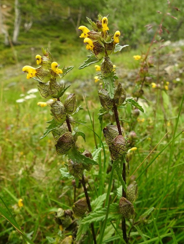 Rhinanthus minor subsp. groenlandicus - lapinpikkulaukun kukinto on varren kärkiosassa oleva tähkämäinen terttu, jonka kukat ovat yksittäin tukilehtensä hangassa. Kukinnan edetessä alemmat kukat kehittyvät hedelmävaiheeseen ja verhiöt laajenevat selvästi. Samalla kukinto harsuuntuu, kun sen nivelvälit pitenevät. EnL, Enontekiö, Kilpisjärvi, Saanan lounainen alarinne, tunturikoivikko retkeilykeskuksen kaakkoispuolella, 515 m mpy, 16.7.2023. Copyright Hannu Kämäräinen.