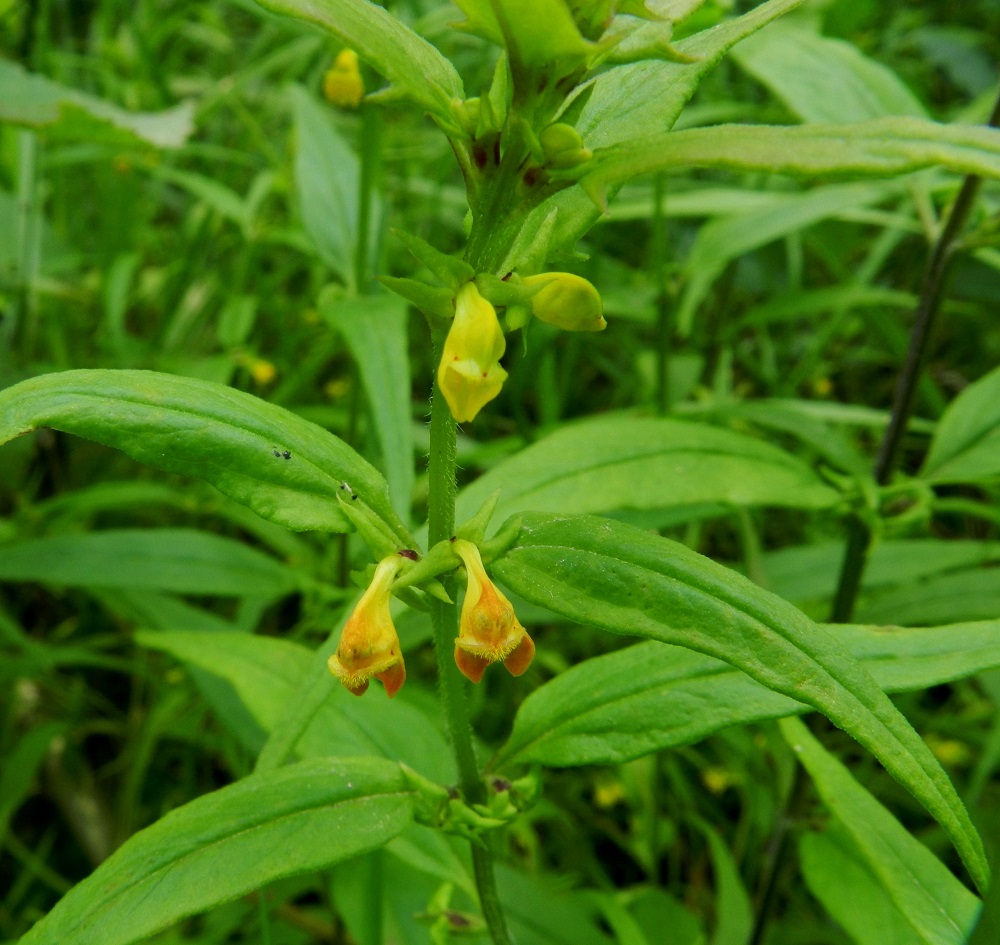 Melampyrum sylvaticum - metsämaitikan teriö on yhdislehtinen, kapean ja alaspäin kaarevan pitkätorvinen sekä pohjoismaisten maitikoiden pienin. Teriön tyvellä siirottavat verhiön kärkiliuskat. EH, Hämeenlinna, Majalahti, Hirsimäki, metsämaastossa kulkevan maakaasulinjan laiteet Louhoksentien koillispuolella, 8.7.2012. Copyright Hannu Kämäräinen.