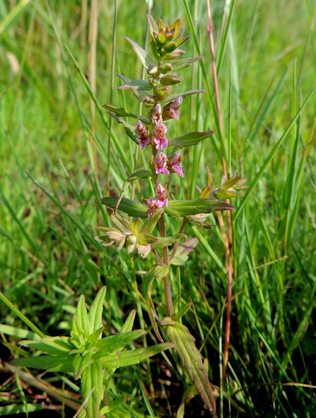 Odontites litoralis subsp. fennicus - suomensuolasänkiön kukinto on varren ja haarojen kärkiosassa oleva, tähkämäinen, pitkähkö ja tiheähkö sekä toispuolinen terttu, jonka kukat ovat yksittäin tukilehtensä hangassa. Kuvassa oleva verso on vasta aloittanut kukintaansa. 8.7.2013. Copyright Hannu Kämäräinen.