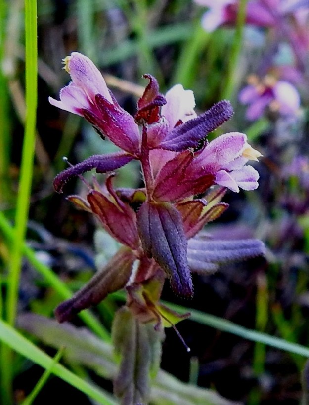 Odontites litoralis subsp. litoralis - lännensuolasänkiön kukkaperä on noin 1-2 mm pitkä. Verhiö on kellomainen, tavallisesti noin 6-7 mm pitkä, kärjestään neliliuskainen ja lyhytkarvainen sekä vihreä- tai punasävyinen. Kärkiliuskat ovat tylpän tai terävähkön kolmiomaiset, ja niiden osuus verhiön pituudesta on yleensä noin 2-3 mm. Teriö on punainen tai vaaleanpunainen, yhdislehtinen, tiheästi lyhytkarvainen ja suoratorvinen sekä päästään kaksihuulinen ja tavallisesti noin 9-10 mm pitkä. KP, Siikajoki, Tauvo, Tauvonniemi, luoteisosa, Munahiedan pohjoispuoli, merenrantaniitty ja laidunalue luonnonsuojelualueen rajalla, 17.7.2021. Copyright Hannu Kämäräinen.