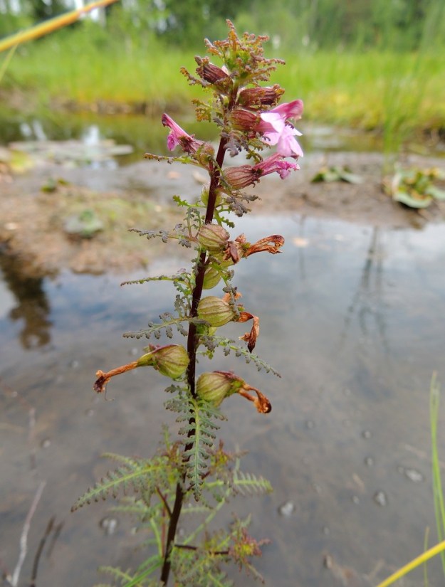 Pedicularis palustris subsp. palustris - kesäluhtakuusion latvan kukkiessa kukinnon alemmat osat ovat usein jo saavuttamassa hedelmävaiheen. Kukat ovat yksittäin oman tukilehtensä hangassa. Tukilehdet ovat varsilehtien kaltaiset, mutta ylimmät niistä ovat ylempiä varsilehtiä pienemmät. EH, Somero, Viuvala, Viuvalannummi, Heposuo, luonnonsuojelualue, suon länsipää Helsingintien (tie 280) varressa, 4.7.2013. Copyright Hannu Kämäräinen.