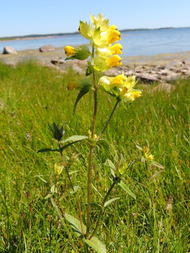 Rhinanthus angustifolius - isolaukku voi varsinkin merenrantaniityillä kasvaessaan olla aika lyhyt- ja niukkahaarainen. Varsi haaroineen on tavallisimmin vihreäsävyinen ja tumman viirupilkkuinen. A, Lemland, Nåtö, merenrantaan ulottuva luonnonsuojelualue biologisen aseman itäpuolella, rantaniitty Själskatan itäpuolella, 11.6.2014. Copyright Hannu Kämäräinen.