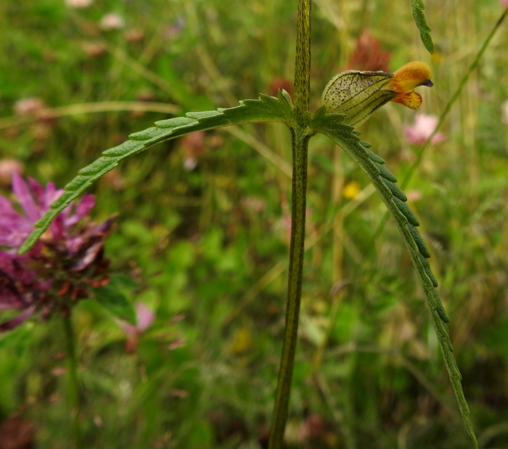 Rhinanthus minor subsp. stenophyllus - syyspikkulaukun parhaita tuntomerkkejä suhteessa muihin alalajeihin ovat alimpien kukkien lähes ylipitkiltä vaikuttavat ja hyvin kapeat tukilehdet. Kuvassa näkyvä oikeanpuoleinen tukilehti on noin 6 cm pitkä. 26.7.2017. Copyright Hannu Kämäräinen.