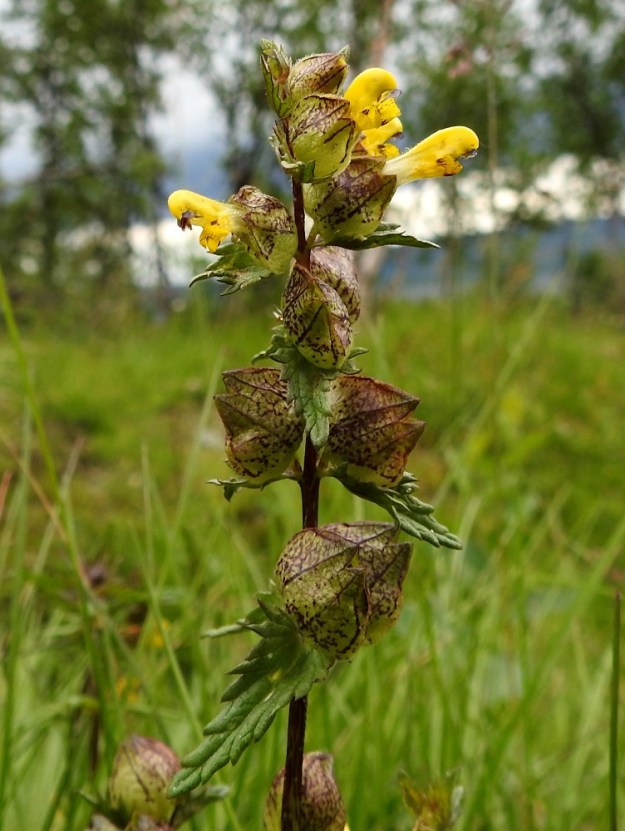 Rhinanthus minor subsp. groenlandicus - lapinpikkulaukun verhiöiden pohjaväri on kukintavaiheessa kellanvihreä, mutta hyvin aurinkoisella kasvupaikalla se usein saa pintaansa punaruskean viirutuksen, pilkutuksen tai laikutuksen. EnL, Enontekiö, Kilpisjärvi, Saanan lounainen alarinne, tunturikoivikko retkeilykeskuksen kaakkoispuolella, 515 m mpy, 16.7.2023. Copyright Hannu Kämäräinen.
