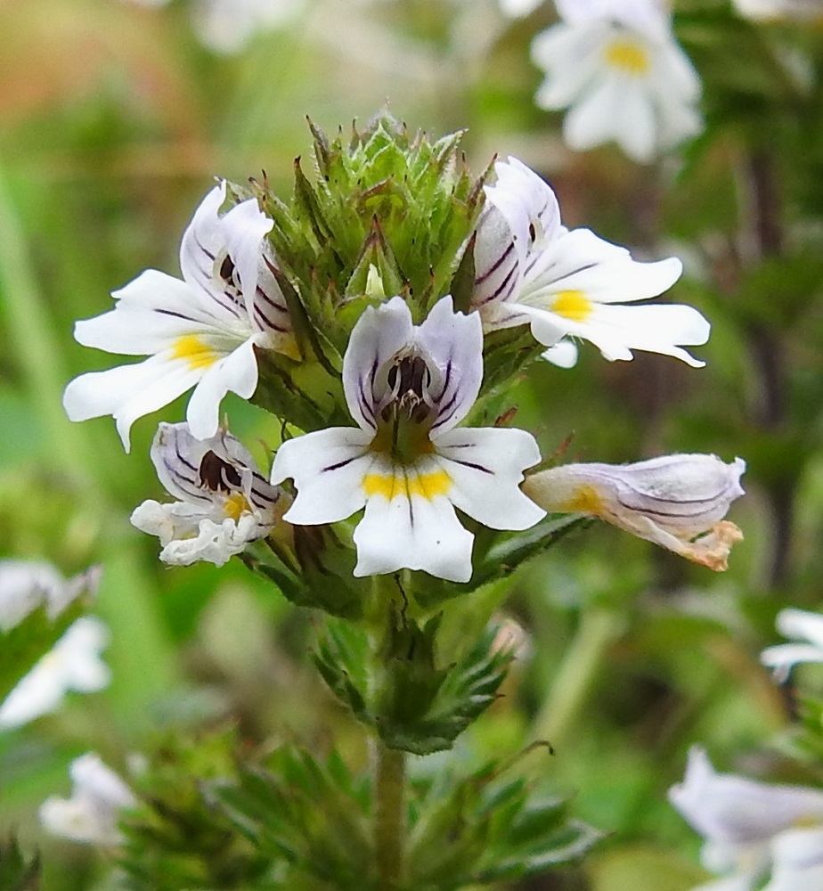 Euphrasia nemorosa - tanakkasilmäruohon teriön ylähuuli on nielun ylle kaartuva, kärjestään lyhyesti kaksiliuskainen ja torvesta alkaen noin 2,5-3,5 mm pitkä. Alahuuli on alaviistoon suuntautunut, ylähuulta pitempi ja torvesta alkaen noin 3,5-4,5 mm pitkä sekä kärjestään kolmiliuskainen. Kukassa on neljä hedettä, jotka ovat kahtena eripituisena parina. Palhot ovat kiinnittyneet nielun alapuolelle torveen. Ponnet ovat tumman sinipunaiset tai tummanruskeat, hieman karvaiset tyveltään otapäiset. Ne ovat kärjestään hieman taaksepäin kaartuvan ylähuulen kuvun suojassa mutta näkyvillä. EH, Hämeenlinna, Loimalahti, Sampo, Louhoksentieltä kaakkoon lähtevän peltotieuran laide, 4.9.2020. Copyright Hannu Kämäräinen.
