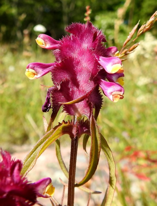 Melampyrum cristatum - tähkämaitikan tukilehtien tyviosa on puolipyöreä, noin 5-7 mm korkea, ja sen laita on tiheästi kapean terävähampainen. Tieteellinen lajinimi, cristatum, joka tarkoittaa harjamaista, viittaa juuri tukilehtien ominaisuuksiin. Kärjestään neliliuskainen ja noin 5-8 mm pitkä verhiö jää täysin näkymättömiin tukilehden laitojen sisään. 10.7.2017. Copyright Hannu Kämäräinen.