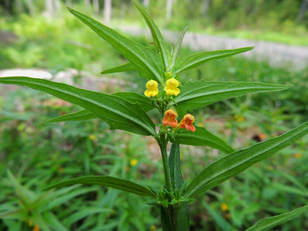 Melampyrum sylvaticum - metsämaitikan teriö on useimmiten tasaisen keltainen. Toisinaan ikääntyvät teriöt voivat olla enemmän tai vähemmän punertavia. Varsi on yläosastaan tylpän nelisärmäinen ja vastakkaisilta sivuiltaan lyhytkarvainen. St, Pori, Reposaari, eteläosa, lounaispuoli, metsän laide pikkutien varrella, Junnilanjärven kaakkoispään kohdalla, 14.7.2014. Copyright Hannu Kämäräinen.