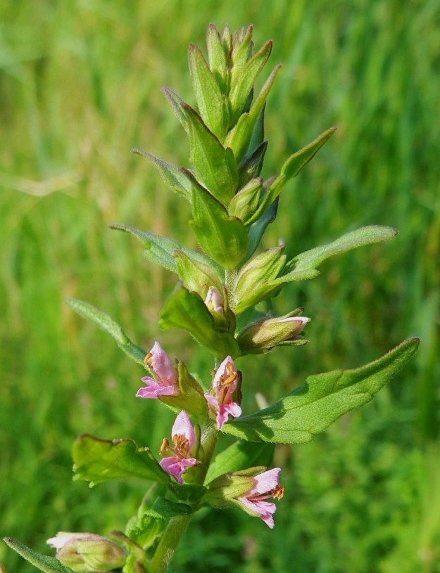 Odontites litoralis subsp. fennicus - suomensuolasänkiön kukkien tukilehdet ovat puikeat tai kapeanpuikeat, tylpähkökärkiset, hieman möyheähköt ja vihreät sekä harvakseen matalahampaiset. Ne ovat yleensä noin 7-20 mm pitkät ja leveimmältä kohtaa noin 2-4 mm leveät. Alemmat niistä ovat kukkiansa pitemmät. 8.7.2013. Copyright Hannu Kämäräinen.