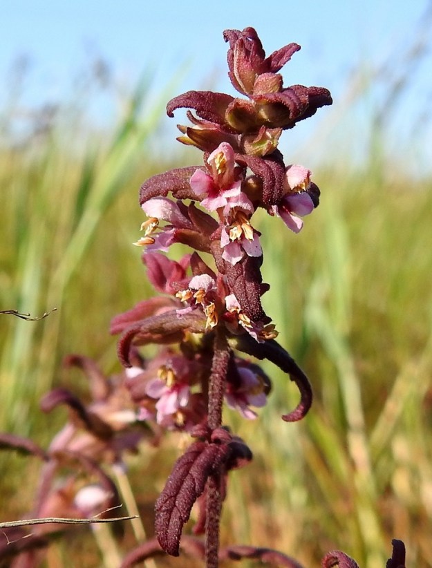 Odontites litoralis subsp. litoralis - lännensuolasänkiön teriön ylähuuli on suora, kupera ja torvesta alkaen noin 4-5 mm pitkä. Alahuuli on alaviistoon suuntautunut, ylähuulta lyhyempi ja torvesta alkaen noin 3-3,5 mm pitkä sekä kärjestään kolmiliuskainen. Kukassa on neljä hedettä, ja ne ovat kahtena eripituisena parina. Palhot ovat kiinnittyneet nielun alapuolelle torveen. Ponnet ovat enemmän tai vähemmän ylähuulesta ulkonevat. KP, Siikajoki, Tauvo, Tauvonniemi, itälaita, Ulkonokanhietikon etelälaidan merenrantaniitty ja laidunalue, luonnonsuojelualue, 17.7.2021. Copyright Hannu Kämäräinen.