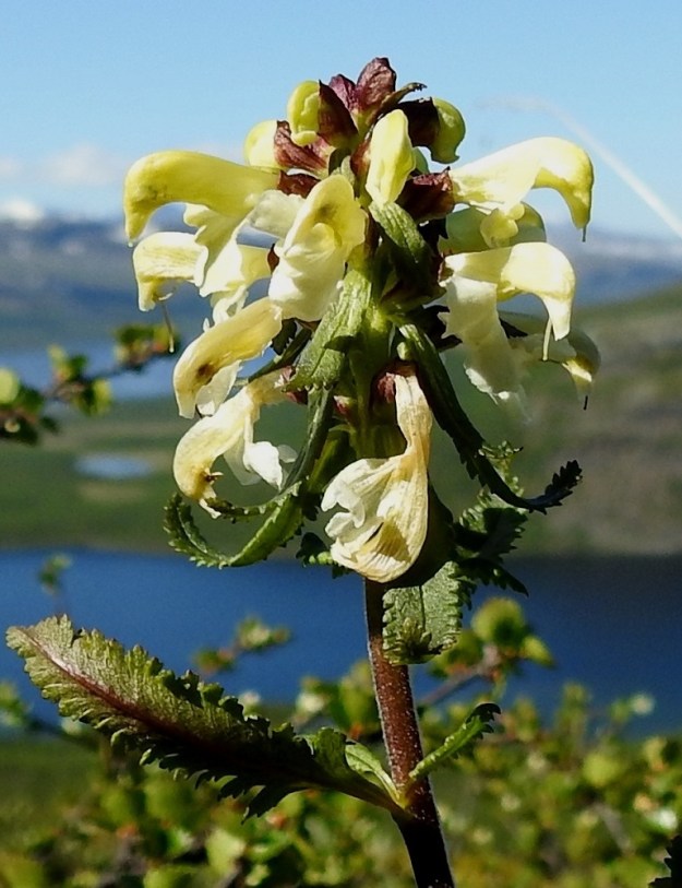 Pedicularis lapponica - lapinkuusion latvakukinto on usein noin 1-4 cm pitkä ja noin 3-3,5 cm leveä. Kukat ovat enintään muutamana kiehkurana, jossa kukin kukka on oman tukilehtensä hangassa. Teriö on sivulle suuntautunut, yhdislehtinen, kalpeankeltainen tai kellanvalkoinen ja suoratorvinen. Se on päästään kaksihuulinen ja noin 12-15 mm pitkä. EnL, Enontekiö, Kilpisjärvi, Saanan pitkä ja loivahko luoteisrinne, lounaislaita, huipulle nousevan polun varsi, paljakkarinne, 650 m mpy, 5.7.2018. Copyright Hannu Kämäräinen.