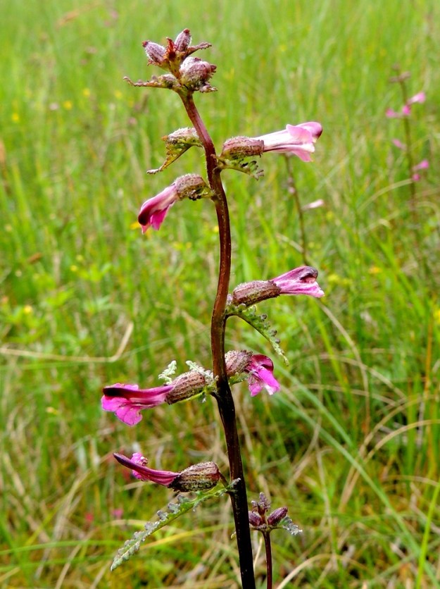 Pedicularis palustris subsp. borealis - pohjanluhtakuusion kukat ovat yksittäin oman tukilehtensä hangassa. Tukilehdet ovat varsilehtien kaltaiset, mutta ylemmät niistä ovat ylempiä varsilehtiä pienemmät. Kukkaperä on noin 1-2,5 mm pitkä. 13.7.2015. Copyright Hannu Kämäräinen.