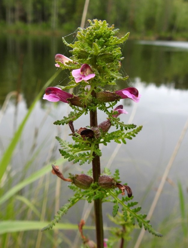 Pedicularis palustris subsp. opsiantha - syysluhtakuusion verhiö alkaa paisua heti pölytyksen ja kukinnan jälkeen. Luhtakuusio ja myös muut kuusiot ovat hyvin valikoivia pölyttäjiensä suhteen. Lähinnä vain kimalaiset kykenevät tunkemaan itsensä ahtaiden huulten välistä nielun mesitipoille ja samalla pölyttävät kukat. 12.7.2019. Copyright Hannu Kämäräinen.