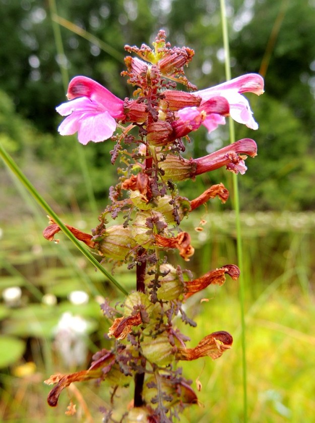 Pedicularis palustris subsp. palustris - kesäluhtakuusion teriö on sivulle suuntautunut, punainen tai harvoin kellanvalkoinen, yhdislehtinen ja pitkätorvinen. Se on päästään kaksihuulinen ja tavallisesti noin 18-22 mm pitkä. Muilla alalajeilla teriö on lyhyempi, noin 12-17 mm pitkä. Verhiö alkaa laajeta heti kukinnan jälkeen. EH, Somero, Viuvala, Viuvalannummi, Heposuo, luonnonsuojelualue, suon länsipää Helsingintien (tie 280) varressa, 4.7.2013. Copyright Hannu Kämäräinen.