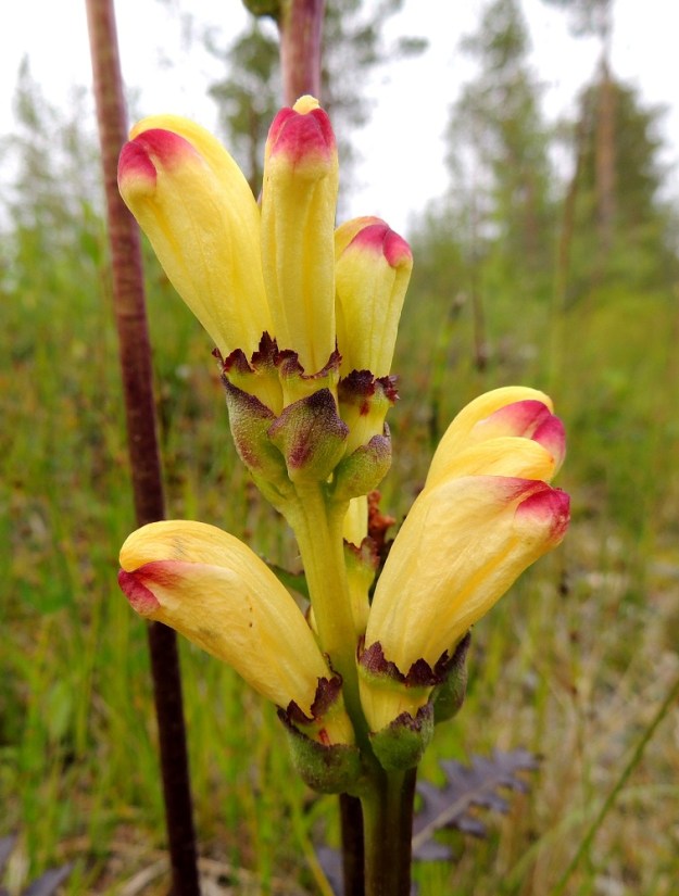 Pedicularis sceptrum-carolinum - kaarlenvaltikan kukat ovat varrella kahdesta neljään kukan kiehkuroina. Teriö on yläviisto, lähes lieriömäinen, yhdislehtinen, pitkä- ja leveätorvinen sekä päästään kaksihuulinen ja noin 25-35 mm pitkä. Se on keltainen ja alahuulen laidasta punainen sekä kokonaan sulkeutunut. Ylähuuli on kypärämäinen, sivuiltaan litistynyt, noin 15-18 mm pitkä ja tyveltään noin 6-8 mm leveä. Alahuuli on noin ylähuulen mittainen tai hieman sitä lyhyempi ja päästään kolmiliuskainen. 15.7.2015. Copyright Hannu Kämäräinen.