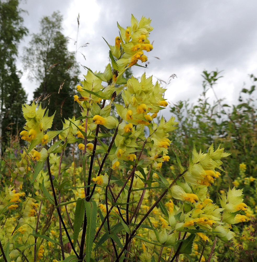 Rhinanthus angustifolius - isolaukku voi varsinkin sisämaan kasvupaikoillaan olla myös hyvin kookas, runsas- ja pitkähaarainen sekä lähes tasaisen punaruskeavartinen. EH, Vilppula, Laksinperä, Ukonselän ja Laksi-järven välisen Uittosalmen sillan länsipuolen tienlaitaniitty, 19.7.2015. Copyright Hannu Kämäräinen.