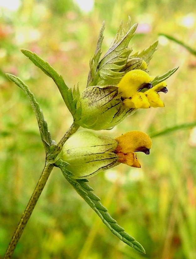 Rhinanthus minor subsp. stenophyllus - syyspikkulaukun kukkien tukilehdet ovat vihreät ohuehkot, useimmiten noin 1-6 cm pitkät ja leveimmältä kohtaan noin 0,5-1 cm leveät. Verhiö on kukintavaiheessa vihreä tai hyvin aurinkoisella paikalla punaruskeaviiruinen, -pilkkuinen tai -laikkuinen, litteähkö, väljä ja pyöreämuotoinen sekä kärjestään neliliuskainen. Se on tavallisesti noin 9-10 mm pitkä ja noin 7-8 mm leveä. Kärkiliuskat ovat kolmiomaiset, ja niiden osuus verhiön pituudesta on yleensä noin 2-3 mm. 26.7.2017. Copyright Hannu Kämäräinen.