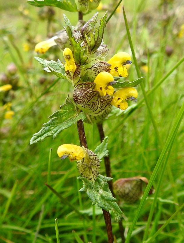 Rhinanthus minor subsp. groenlandicus - lapinpikkulaukun kukkien tukilehdet ovat puikeat tai kapeanpuikeat, verhiötä pitemmät ja erityisesti tyviosastaan siirottavasti pitkä- ja terävähampaiset. Ne ovat vihreät tai kellanvihreät, hieman möyheähköt ja useimmiten noin 1,5-4 cm pitkät sekä leveimmältä kohtaan noin 1-2 cm leveät. EnL, Enontekiö, Kilpisjärvi, Saanan lounainen alarinne, tunturikoivikko retkeilykeskuksen kaakkoispuolella, 515 m mpy, 16.7.2023. Copyright Hannu Kämäräinen.