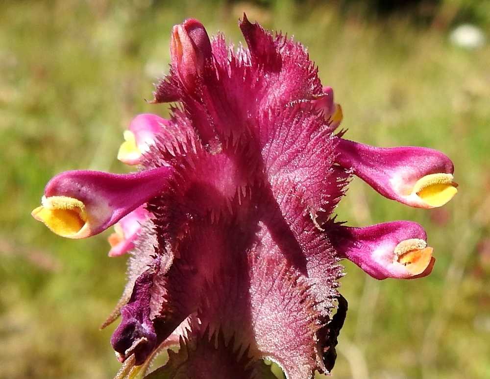 Melampyrum cristatum - tähkämaitikan teriö on yhdislehtinen, pitkä- ja käyrätorvinen, päästään kaksihuulinen sekä tavallisesti noin 12-16 mm pitkä. Se on punainen ja huulistaan osittain keltainen tai kokonaan kalpeankeltainen. 10.7.2017. Copyright Hannu Kämäräinen.