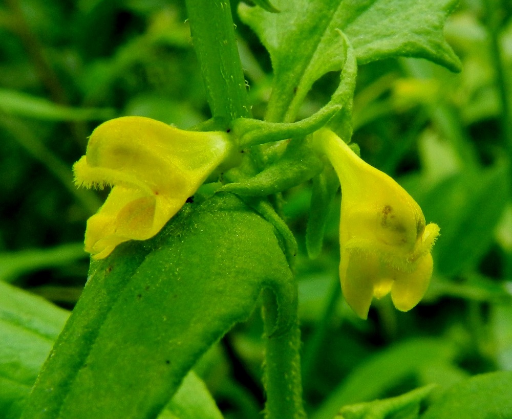 Melampyrum sylvaticum - metsämaitikan teriö on päästään kaksihuulinen, päältä kalju ja tavallisesti noin 7-9 mm pitkä. Ylähuuli on kapeahuippuisen huppumainen, reunastaan tiiviisti ylöspäin kääntynyt ja karvainen sekä noin 2-2,5 mm pitkä ja tyveltään noin 2,5-3 mm leveä. Alahuuli on kolmiliuskainen, noin 2,5-3 mm pitkä ja noin 3-4 mm leveä. Sen keskellä on kaksi nielua kohti suuntautunutta palleharjannetta. EH, Hämeenlinna, Majalahti, Hirsimäki, metsämaastossa kulkevan maakaasulinjan laiteet Louhoksentien koillispuolella, 8.7.2012. Copyright Hannu Kämäräinen.