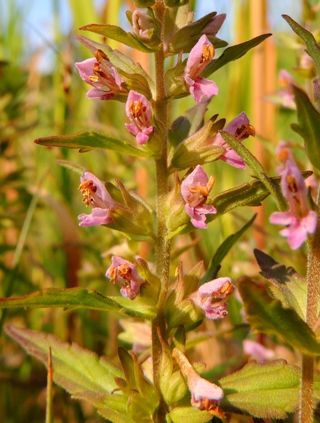 Odontites litoralis subsp. fennicus - suomensuolasänkiön kukkaperä on noin 1-2 mm pitkä. Verhiö on kellomainen, tavallisesti noin 5-6 mm pitkä, kärjestään neliliuskainen ja vihreäsävyinen. Kärkiliuskat ovat tylpän tai terävähkön kolmiomaiset, ja niiden osuus verhiön pituudesta on yleensä noin 2-3 mm. 8.7.2013. Copyright Hannu Kämäräinen.