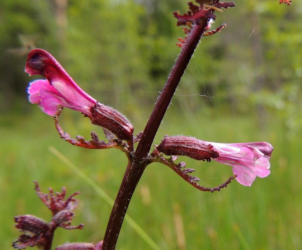 Pedicularis palustris subsp. borealis - pohjanluhtakuusion teriö on lähes aina punainen, kaksihuulinen ja tavallisesti noin 14-17 mm pitkä. Teriön ylähuuli on torvesta alkaen hieman ylöspäin kaartuva ja kärkiosastaan jyrkästi alaspäin taipunut sekä sivuilta litteä ja noin 4-6,5 mm pitkä. Alahuuli on lähes suora tai alaspäin taipunut, päästään kolmiliuskainen ja noin 5-7,5 mm pitkä sekä lähes pituutensa levyinen. Liuskat ovat noin 1-2 mm pitkät ja lyhyesti ripsireunaiset. Alempaa liereä varsi on latvaosasta usein hieman tylppäkulmainen ja kalju tai harvakseen karvainen. 13.7.2015. Copyright Hannu Kämäräinen.