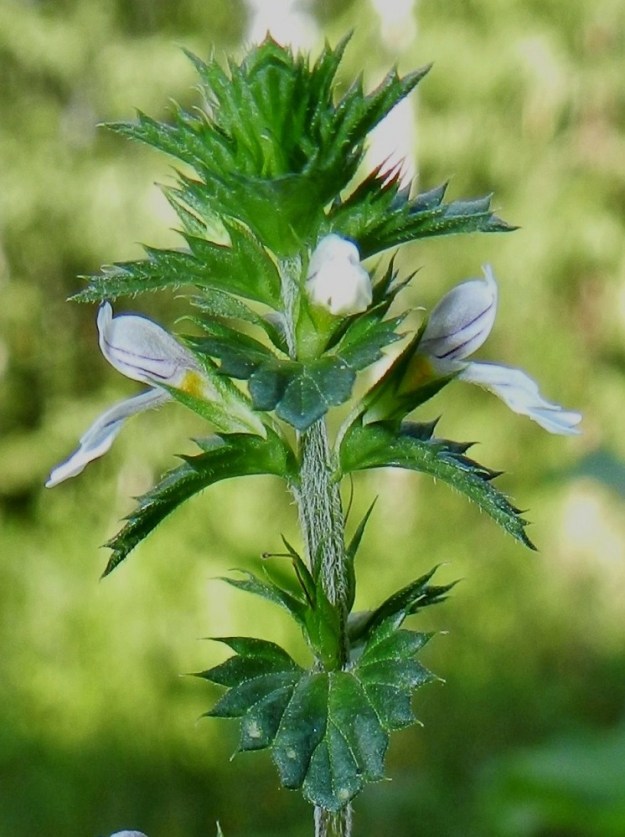 Euphrasia nemorosa - tanakkasilmäruohon verhiö on kapean kellomainen, tavallisesti noin 4-5 mm pitkä ja kärjestään neliliuskainen. Kärkiliuskat ovat kapean kolmiomaiset ja pitkäsuippuisen teräväkärkiset. Niiden osuus verhiön pituudesta on yleensä noin 1,5-2,5 mm. EH, Hämeenlinna, Majalahti, Hirsimäki, metsässä kulkevan maakaasulinjan pohja Louhoksentien pohjoispuolella, 17.8.2012. Copyright Hannu Kämäräinen.