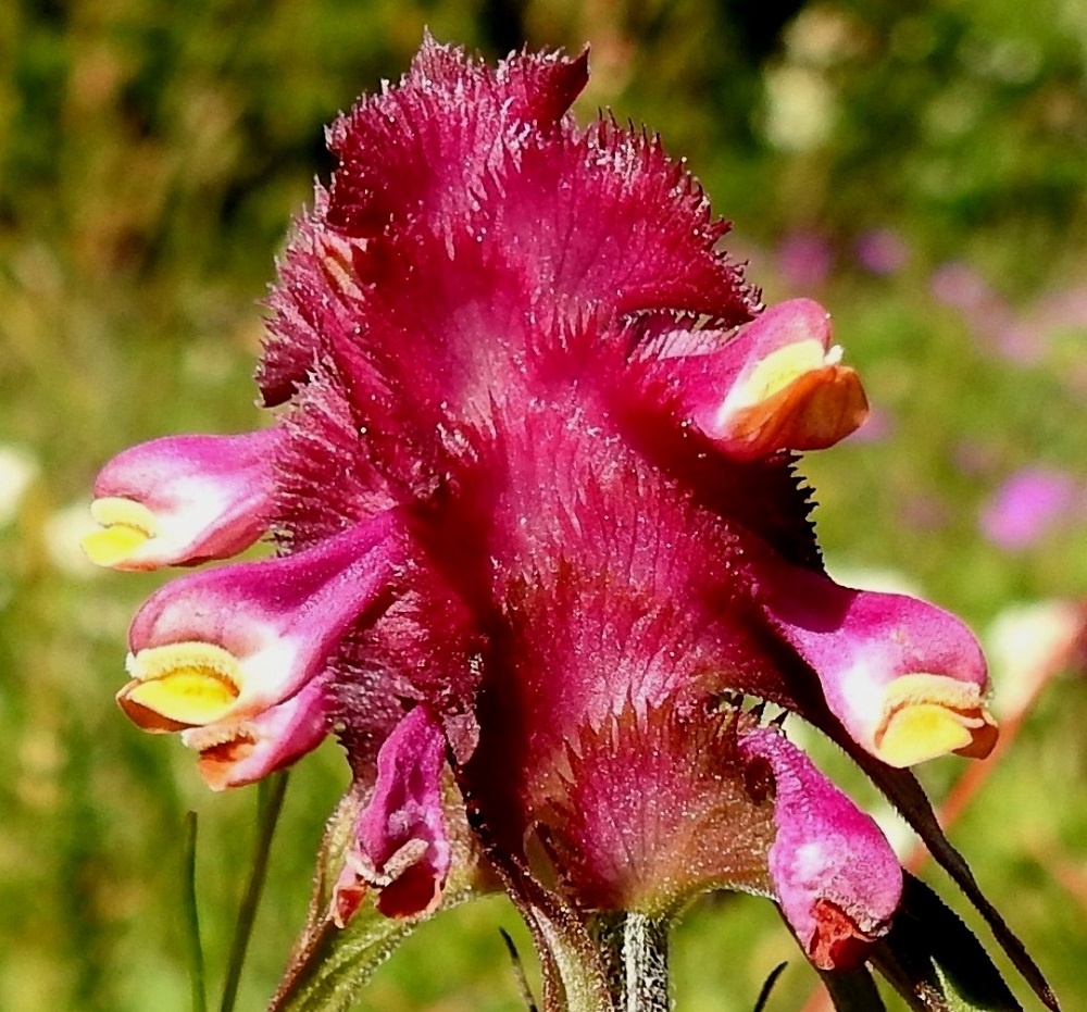 Melampyrum cristatum - tähkämaitikan teriön ylähuuli on kapeahuippuisen huppumainen, reunastaan tiiviisti ylöspäin kääntynyt ja karvainen sekä noin 2,5-3 mm pitkä ja tyveltään noin 2-2,5 mm leveä. Alahuuli on lähes suora tai hieman ylöspäin kaartuva, matalasti kolmiliuskainen, noin 3,5-4 mm pitkä ja noin pituutensa levyinen. Liuskojen osuus pituudesta on noin 1 mm. Alahuulen keskellä on kaksi nielua kohti suuntautunutta palleharjannetta. Nielu on umpinainen. Neljä hedettä ja yksivartaloinen emi jäävät täysin ylähuulen sisään. 10.7.2017. Copyright Hannu Kämäräinen.
