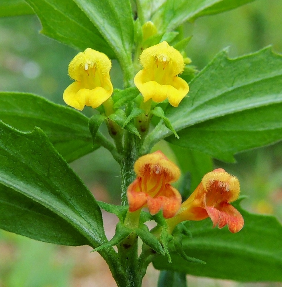 Melampyrum sylvaticum - metsämaitikan teriön nielu on avonainen. Teriön alahuuli on alaspäin kääntynyt. Sen kärkiliuskojen osuus koko huulen pituudesta on noin 1 mm. Kukissa on neljä hedettä, ja niiden karvaiset ponnet ovat pareittain yhdiskasvuiset. Palhot ovat kiinnittyneet nielun alapuolelle torveen. Ponnet jäävät kokonaan ylähuulen sisään, ja niistä näkyy ulospäin vain karvatupsu. Emi on yksivartaloinen, ja sen päässä on nuppimainen luotti. Vartalo on heteiden tavoin ylähuulen suojassa, mutta sen kärki luotteineen ulottuu hieman ylähuulen ulkopuolelle. St, Pori, Reposaari, eteläosa, lounaispuoli, metsän laide pikkutien varrella, Junnilanjärven kaakkoispään kohdalla, 14.7.2014. Copyright Hannu Kämäräinen.