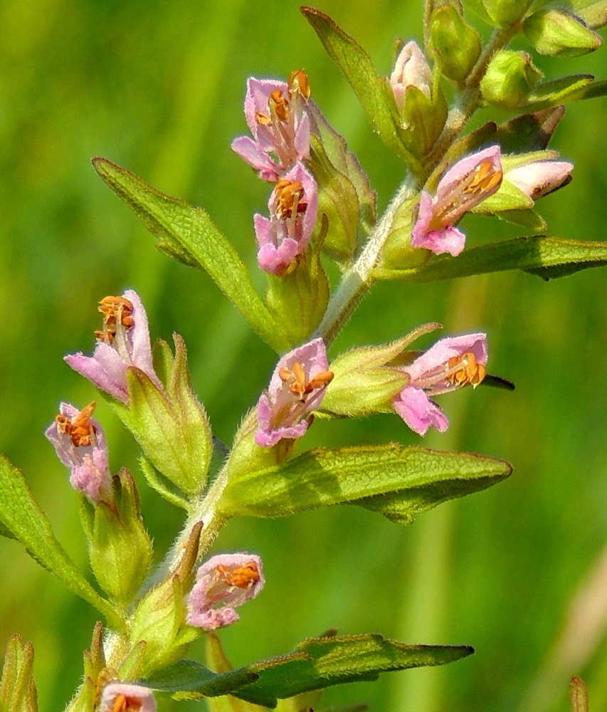 Odontites litoralis subsp. fennicus - suomensuolasänkiön teriö on punainen tai vaaleanpunainen, yhdislehtinen, kapea- ja suoratorvinen sekä päästään kaksihuulinen ja tavallisesti noin 9-10 mm pitkä. Kukissa on neljä hedettä, ja ne ovat kahtena eripituisena parina. Palhot ovat kiinnittyneet nielun alapuolelle torveen. Ponnet ovat enemmän tai vähemmän ylähuulesta ulkonevat. 8.7.2013. Copyright Hannu Kämäräinen.