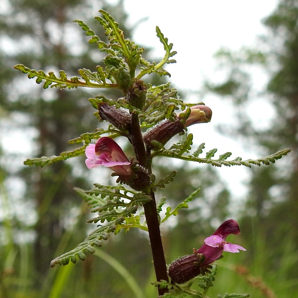 Pedicularis palustris subsp. opsiantha - syysluhtakuusion kukkien tukilehdet ovat yleensä latvaan saakka ainakin tyviosastaan toistamiseen parilehdykkäiset tai -liuskaiset. Kukkaperät ovat 1-2,5 mm pitkät. 12.7.2019. Copyright Hannu Kämäräinen.