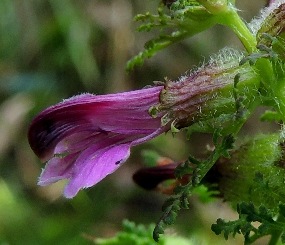 Pedicularis palustris subsp. palustris - kesäluhtakuusion ylähuulessa on lähellä puoltaväliä molemmissa laidoissa yksi hyvin pieni hammas. Alahuuli on lähes suora tai alaspäin taipunut, päästään kolmiliuskainen ja noin 8-9 mm pitkä sekä melkein pituutensa levyinen. Liuskat ovat noin 1-3 mm pitkät ja lyhyesti ripsireunaiset. Verhiö on lähes ruukkumainen tai kuppimainen, kaksihuulinen ja kärjestään epäselvästi hampainen sekä vihreä tai punaruskea ja vaihtelevasti karvainen tai kaljuhko. Se on tavallisesti noin 6-8 mm pitkä ja noin 3-4 mm leveä. EH, Tammela, Porras, Nummilankulma, Härkätien (tie 2824) eteläpuoli, tien ja Karjaharjun välinen suoalue Likolammista laskevan Vääräojan varrella, luonnonsuojelualue, 4.7.2013. Copyright Hannu Kämäräinen.
