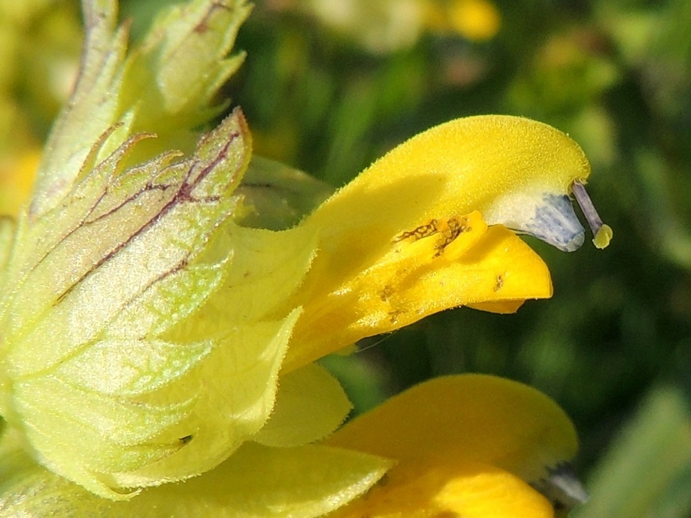 Rhinanthus angustifolius - isolaukun teriö on keltainen, yhdislehtinen ja päästään kaksihuulinen. Ylähuuli on kypärämäisen kyömy, sivuilta litteä ja pinnaltaan nukkakarvainen. Sen kärjen alareunassa on kaksi sinipunaista ja noin 1,5-2 mm pitkää, suippoa hammasta. Emin vartalo ja sen kärjessä oleva nuppimainen luotti ulkonevat ylähuulesta. Tukilehdet ovat kaljuhkot tai reunoistaan ja suonistaan hyvin lyhytkarvaiset. Myös verhiö on lyhyesti karvareunainen. A, Jomala, Ramsholm, luonnonsuojelualue, niemen eteläpään lounaislaidan merenrantaniitty, 7.6.2014. Copyright Hannu Kämäräinen.