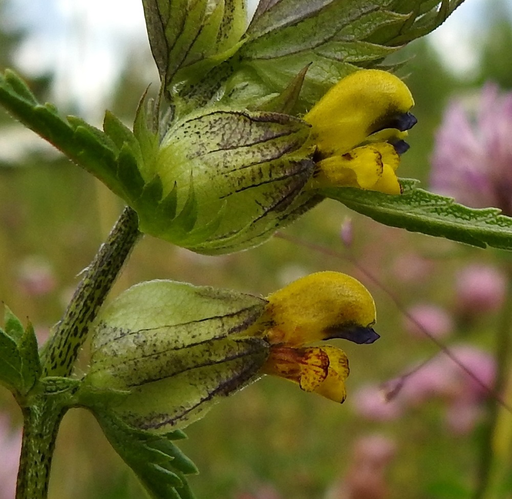 Rhinanthus minor subsp. stenophyllus - syyspikkulaukun teriö on tavallisesti noin 13-15 mm pitkä. Ylähuuli on kypärämäisen kyömy, sivuilta litteä, pinnaltaan nukkakarvainen ja torvesta alkaen noin 7-8 mm pitkä. Alahuuli on vastaavasti noin 4,5-5,5 mm pitkä. Kärkiliuskat ovat noin 2-3,5 mm pitkät. 26.7.2017. Copyright Hannu Kämäräinen.