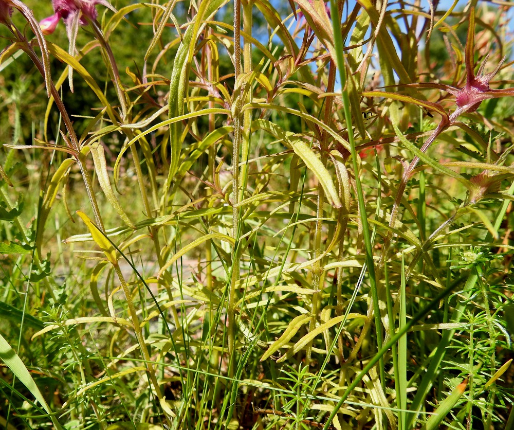 Melampyrum cristatum - tähkämaitikan varret ovat vihreäsävyiset tai ruskehtavat. Lehdet ovat varrella vastakkain ja ristikkäisesti allekkain. Alimmat lehdet ovat ylempiä pienemmät. 10.7.2017. Copyright Hannu Kämäräinen.