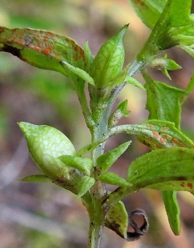 Melampyrum sylvaticum - metsämaitikan teriön ylähuulen ulkopuolelle yltävä vartalon kärki ja luotti (edellinen kuva) viitannevat siihen, että itsepölytys ei onnistu, kuten kangasmaitikalla. Tätä vahvistaa myös havainto, että vain harvoin yksilön kaikki kukat kehittyvät siemenkodiksi. Verhiö on kellomainen, hyvin lyhytkarvainen ja pitkästi neliliuskainen sekä tavallisesti noin 7-8 mm pitkä. Liuskat ovat kapean kolmiomaiset, teräväkärkiset, lähes samanpituiset, ja niiden osuus verhiön pituudesta on noin 3-5 mm. EH, Orivesi, Hanhilahti, Viitapohjanraitin eteläpuolella olevan Harjunvuoren pohjoisrinne, 370 m pitkän kallioseinämän tyvellä olleen lehmusmetsän tuore avohakkuualue, 9.8.2024. Copyright Hannu Kämäräinen.